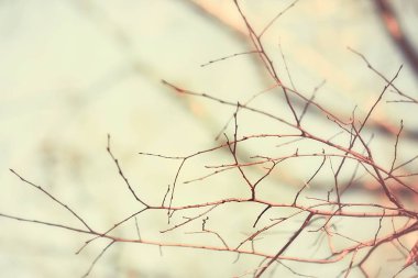 dalları sarı arka plan / soyut mevsimsel arka plan düşen güzel fotoğraf yaprakları bırakır bırakır