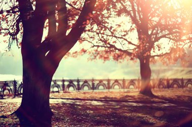 parkta sonbahar manzara / mevsimlik sarı manzara düşmüş yaprakları ile güneşli park