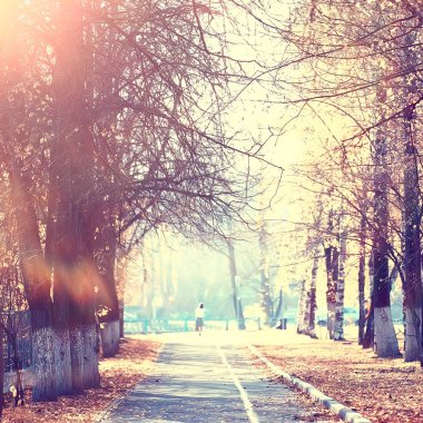 sarı bir parkta sonbahar parkı güneş manzara / mevsimlik sonbahar manzara, Ekim ayında gün batımında güneş ışınları