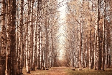 bulanık sonbahar arka plan parkı / sarı duvar kağıdı, sonbahar ormanı, mevsimlik peyzaj kavramı, ağaçlar dalları, yapraklar