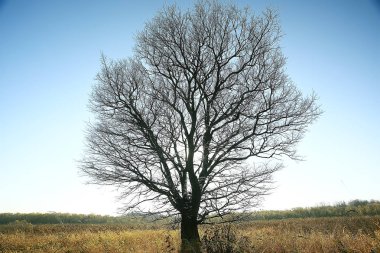 parkta sonbahar manzara / mevsimlik sarı manzara düşmüş yaprakları ile güneşli park