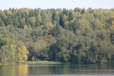 yaz ormanı manzara / yeşil ağaçlar yaz manzarası, ormanda yürüyüş, güneşli bir gün
