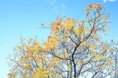 sarı yapraklar bokeh mevsimsel arka plan / güzel sonbahar yaprakları sarı dalları soyut arka plan, yaprak sonbahar kavramı
