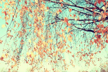 sarı yapraklar bokeh mevsimsel arka plan / güzel sonbahar yaprakları sarı dalları soyut arka plan, yaprak sonbahar kavramı