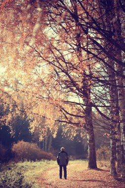 parkta sonbahar manzara / mevsimlik sarı manzara düşmüş yaprakları ile güneşli park