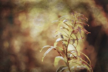 güzel sonbahar parkı manzara / orman, sarı yeşillik ağaçlar, sonbahar manzara, yaprak sonbahar