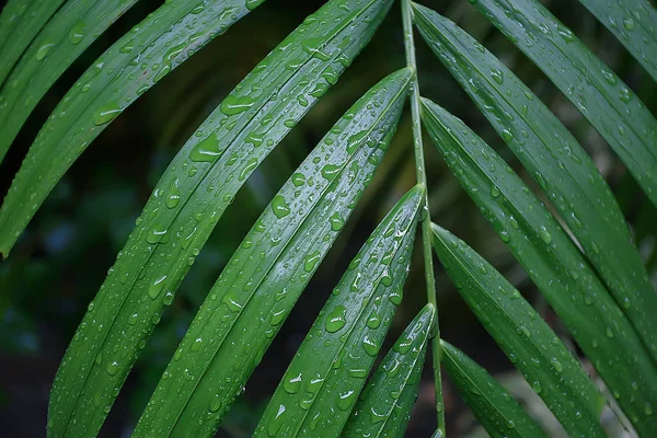 Тропические Зеленые Листья Фон Абстрактная Природа Джунглей Фон Тропических Лесов — стоковое фото