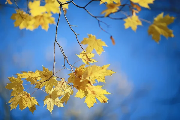 Rami Foglie Giallo Sfondo Astratto Stagionale Sfondo Caduta Foglie Bella — Foto Stock