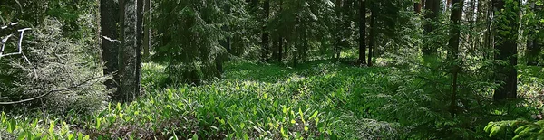 Tavaszi Erdei Táj Szezonális Zöld Háttér Fák Erdőben Friss Tavaszi — Stock Fotó