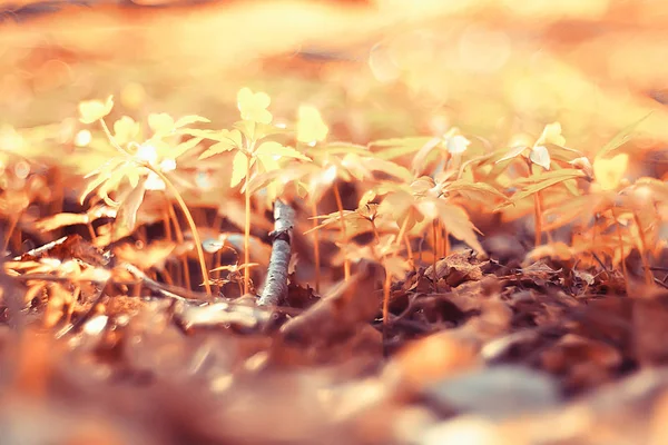 Gele Gras Verlaat Top Uitzicht Wildveld Indische Zomer Landschap Herfst — Stockfoto