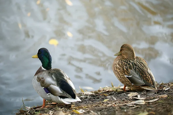 Kachní Podzimní Park Jezírko Rybníka Parku Mallard Stěhovavý Pták — Stock fotografie