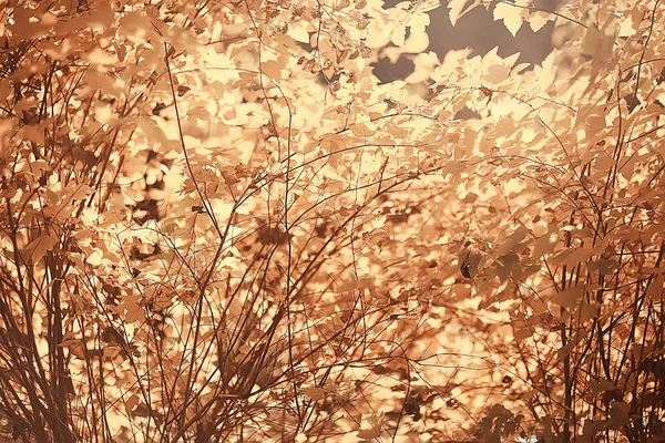 枝叶黄色背景 抽象季节性背景落叶美丽的照片 — 图库照片