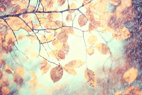 秋の雨の背景が落ちる 雨天の抽象的な秋の風景 公園の季節の風景 — ストック写真