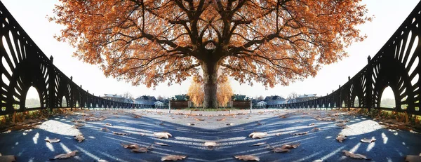 landscape in the autumn park / concept nature seasonal landscape season, autumn, forest, trees Indian summer