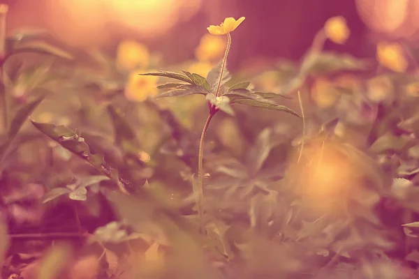 Buttercups Fleurs Fond Abstrait Fond Saisonnier Printemps Été Fleur Naturelle — Photo