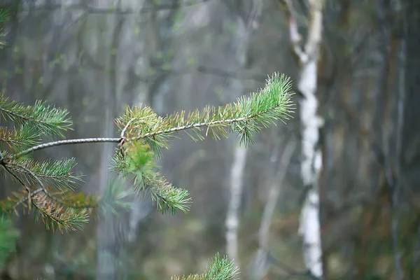 Spring Forest Landscape Seasonal Green Background Trees Forest Fresh Spring — Stock Photo, Image