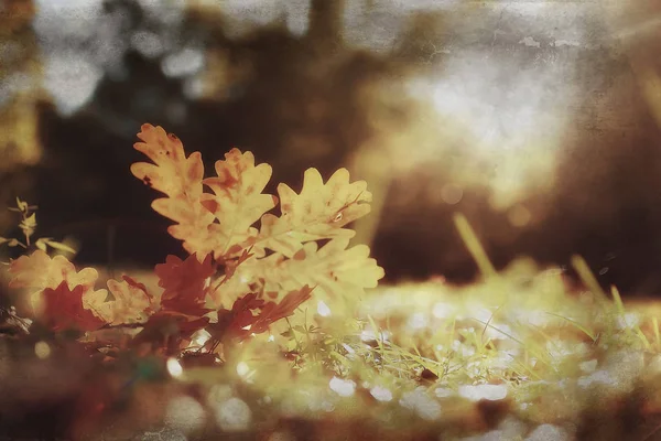 Lever Des Branches Arbres Automne Fond Abstrait Paysage Automne Feuilles — Photo