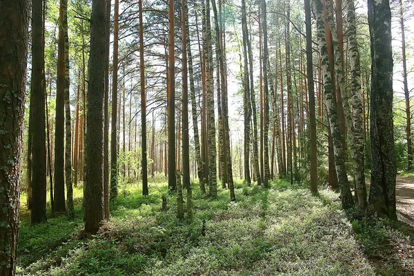 Lato Park Krajobraz Widok Sezonowy Zielone Drzewa Lecie Koncepcja Charakter — Zdjęcie stockowe