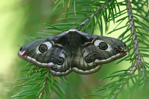 Πεταλούδα Παγώνι Μάτι Νυκτερινή Έντομο Όμορφο Παγώνι Πεταλούδα Μάτι Στην — Φωτογραφία Αρχείου