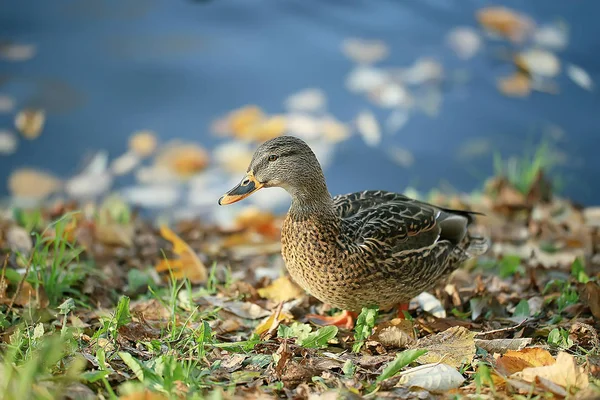 Kachní Podzimní Park Jezírko Rybníka Parku Mallard Stěhovavý Pták — Stock fotografie