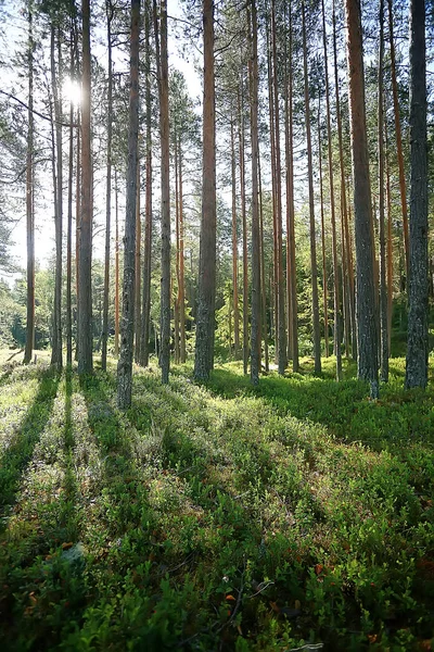 Paisagem Florestal Verão Foco Seletivo — Fotografia de Stock
