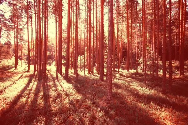 Krajobraz Lesie Letnim Zielone Drzewa Widok Letni Turystyka Lesie Słoneczny — Zdjęcie stockowe