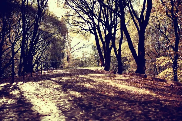 Herbstlandschaft Park Saisonal Gelbe Landschaft Sonniger Park Mit Abgefallenen Blättern — Stockfoto