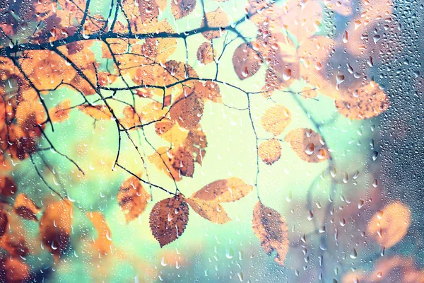 rain window autumn park branches leaves yellow / abstract autumn background, landscape in a rainy window, weather October rain