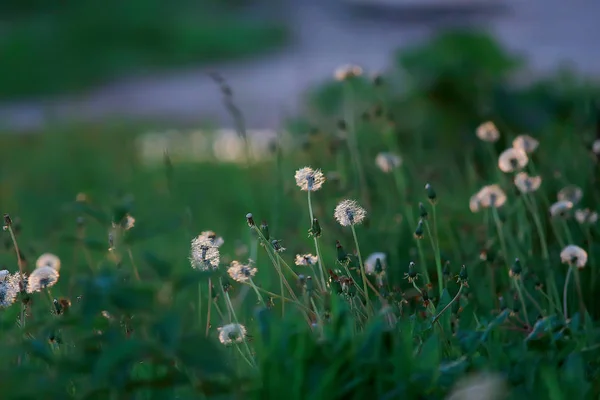 Campo Fiori Selvatici Paesaggio Naturale Astratto Sfondo Vista Estate Fiori — Foto Stock