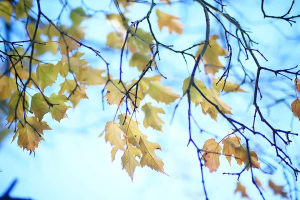 枝は黄色の背景を残す 抽象的な季節の背景落下美しい写真 — ストック写真