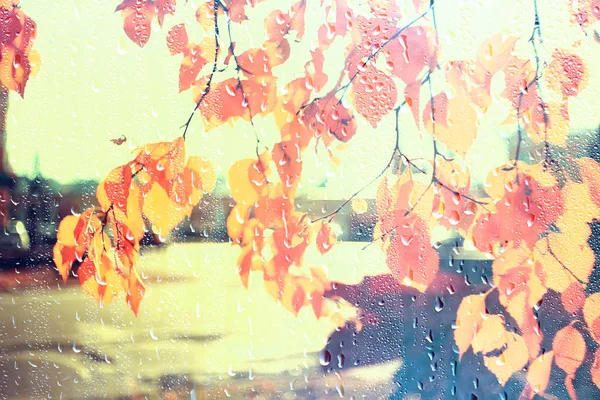 Regen Fenster Herbst Park Zweige Blätter Gelb Abstrakt Herbst Hintergrund — Stockfoto