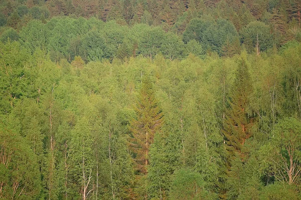 Άνοιξη Δάσος Τοπίο Εποχιακά Πράσινα Δέντρα Φόντο Στο Δάσος Φρέσκια — Φωτογραφία Αρχείου