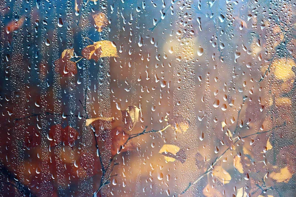 雨窓秋の公園の枝は黄色 抽象的な秋の背景 雨の窓の風景 天気10月の雨を残します — ストック写真