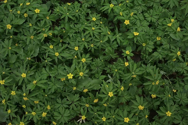 Buttercups Flores Fundo Abstrato Fundo Sazonal Primavera Verão Natureza Flor — Fotografia de Stock