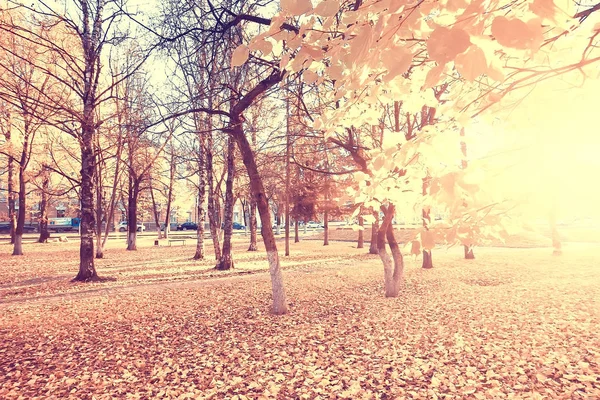 Feuilles Jaunes Bokeh Fond Saisonnier Belles Feuilles Automne Branches Jaunes — Photo