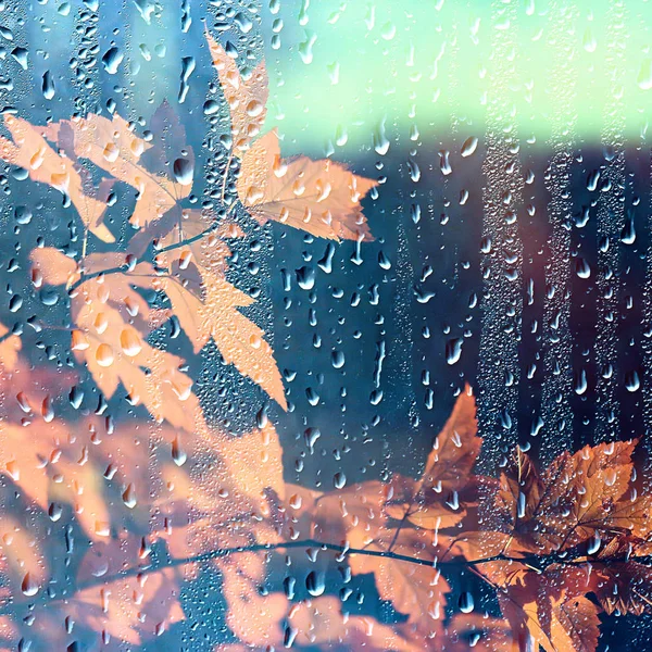 나뭇가지는 노란색 추상적 비오는 풍경잎 — 스톡 사진