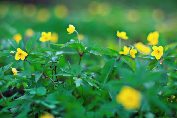 Buttercups Flowers Background Abstract Background Seasonal Spring Summer Nature Flower — Stock Photo, Image