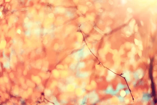 黄叶散景季节背景 美丽的秋叶黄枝抽象背景 叶秋叶概念 — 图库照片