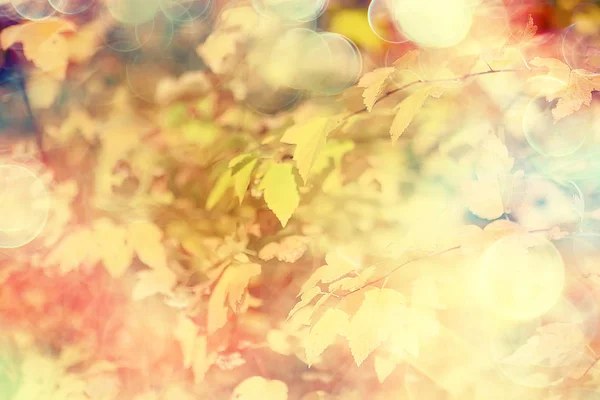 yellow leaves bokeh seasonal background / beautiful autumn leaves yellow branches abstract background, leaf fall concept