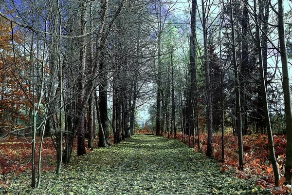 Paisagem Parque Verão Vista Sazonal Árvores Verdes Verão Conceito Natureza — Fotografia de Stock