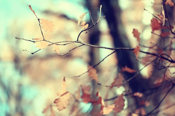 Branches Feuilles Fond Jaune Abstrait Fond Saisonnier Tomber Feuilles Belle — Photo