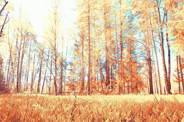 Autumn Forest North Landscape Autumn Forest Northern Nature View Fall — Stock Photo, Image