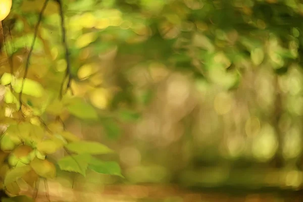 Branches Vertes Feuilles Arrière Plan Vue Abstraite Saison Été Forêt — Photo