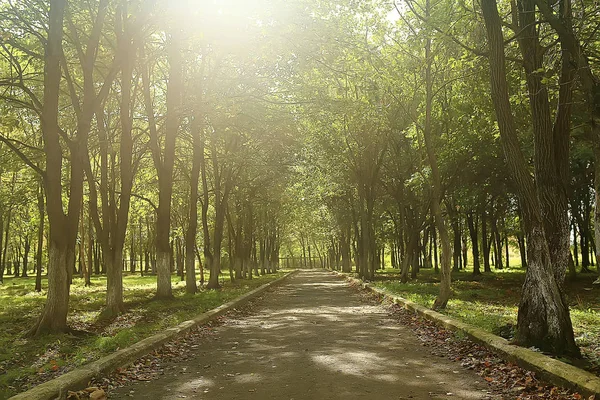 Paisagem Parque Verão Vista Sazonal Árvores Verdes Verão Conceito Natureza — Fotografia de Stock