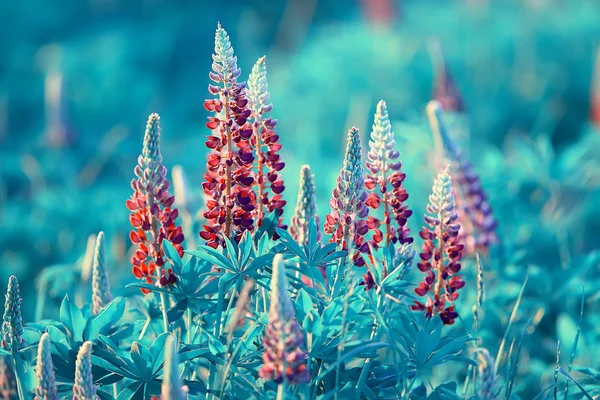 Tarlada Lupins Yaz Çiçekleri Mor Kır Çiçekleri Doğa Yaz Aylarında — Stok fotoğraf