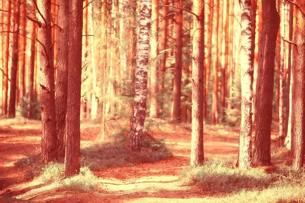 夏の森の風景 緑の木夏の景色 森の中のハイキング 晴れた日 — ストック写真