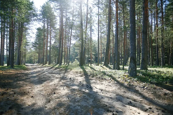 Frühling Waldlandschaft Saisonal Grün Hintergrund Bäume Wald Frischer Frühling Sonnige — Stockfoto