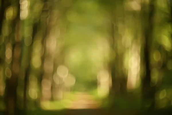 Ramas Verdes Hojas Fondo Resumen Vista Bosque Verano Estacional Follaje — Foto de Stock