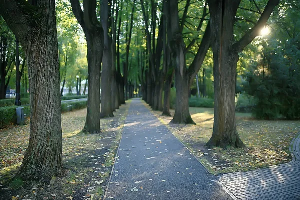 夏の公園の風景 季節の景色 夏の緑の木 コンセプト自然散歩 — ストック写真