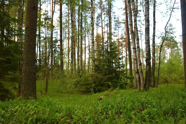 Letní Park Krajina Sezonní Výhled Zelené Stromy Létě Koncept Přírodní — Stock fotografie